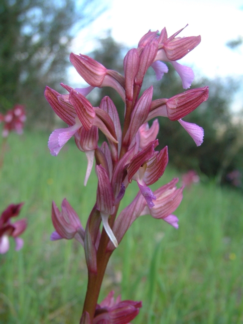 Anacamptis papilionacea / Orchidea farfalla